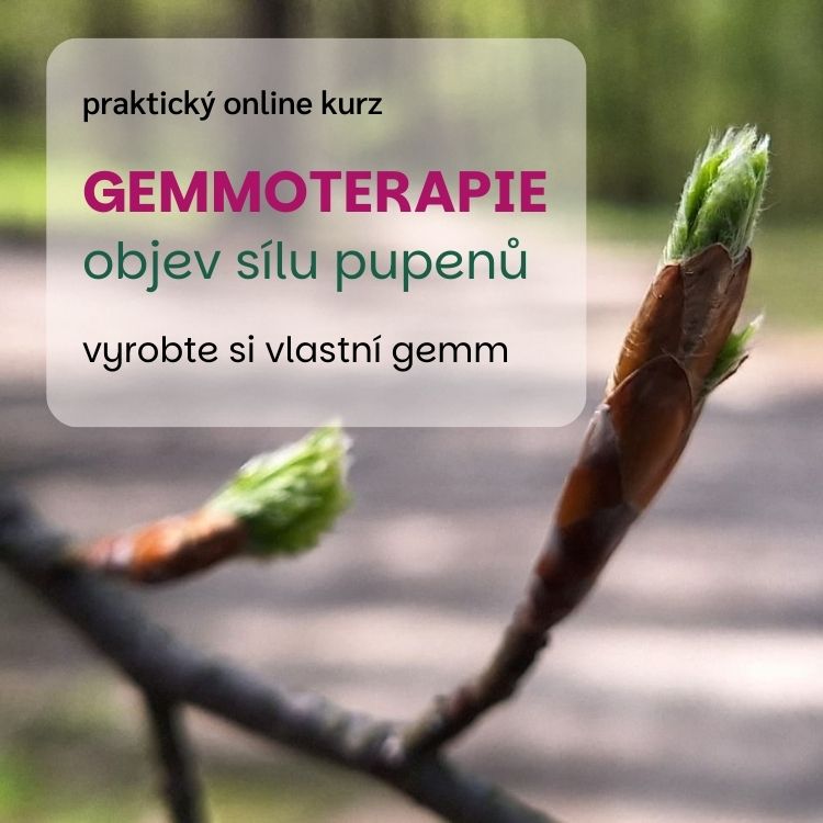 Pro více informací o gemmoterapii se podívejte na kurz Gemmoterapie objev sílu pupenů